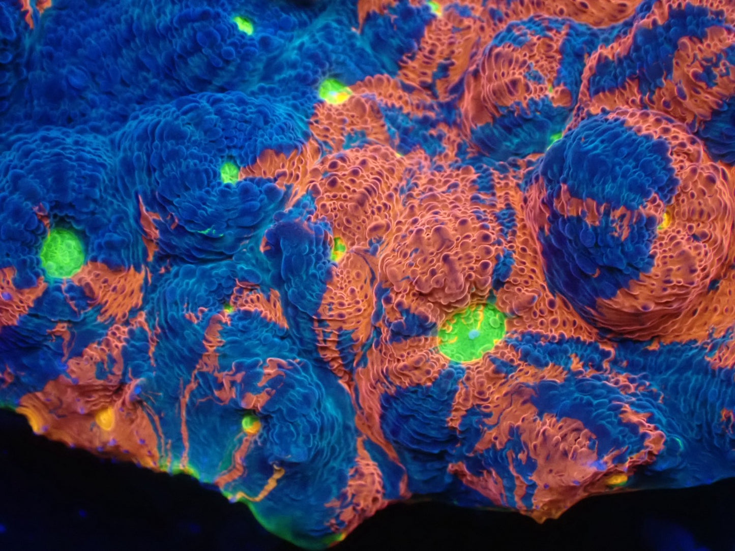 Deep Sea Echinophyllia Rainbow wild02