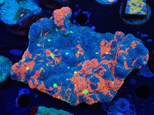 Deep Sea Echinophyllia Rainbow wild02