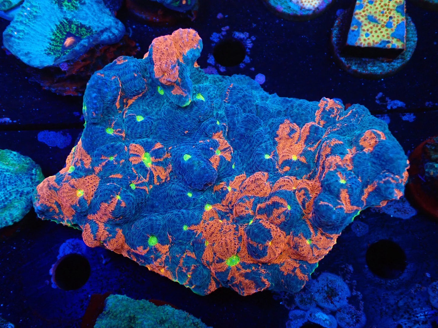 Deep Sea Echinophyllia Rainbow wild02