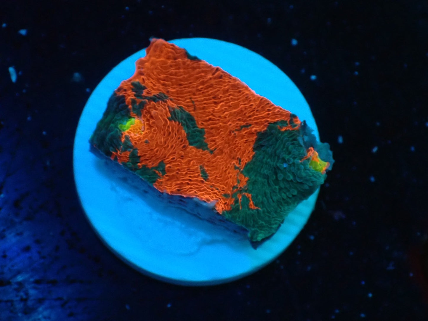 Deep Sea Echinophyllia Rainbow 08