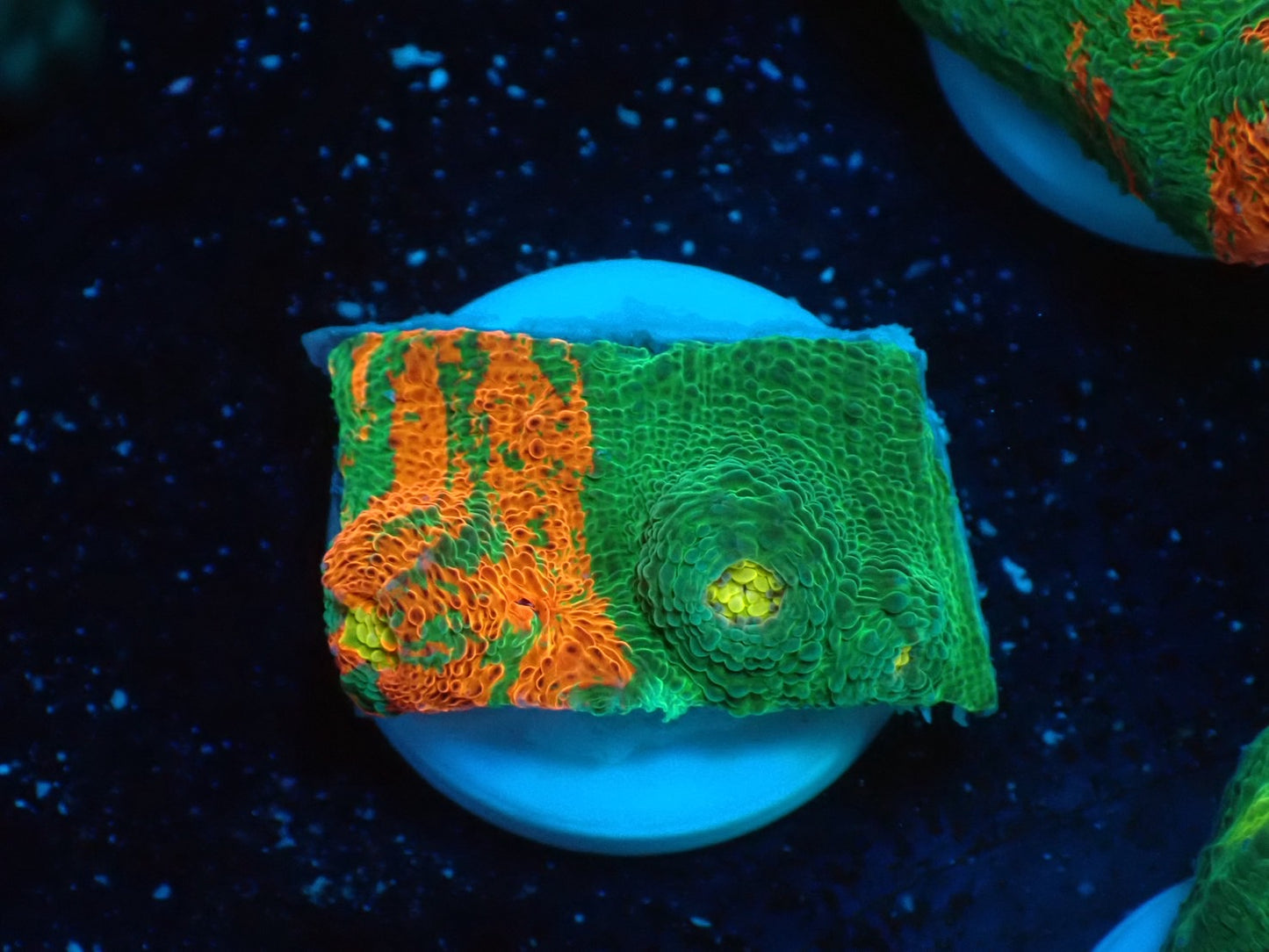 Deep Sea Echinophyllia Bleeding apple01