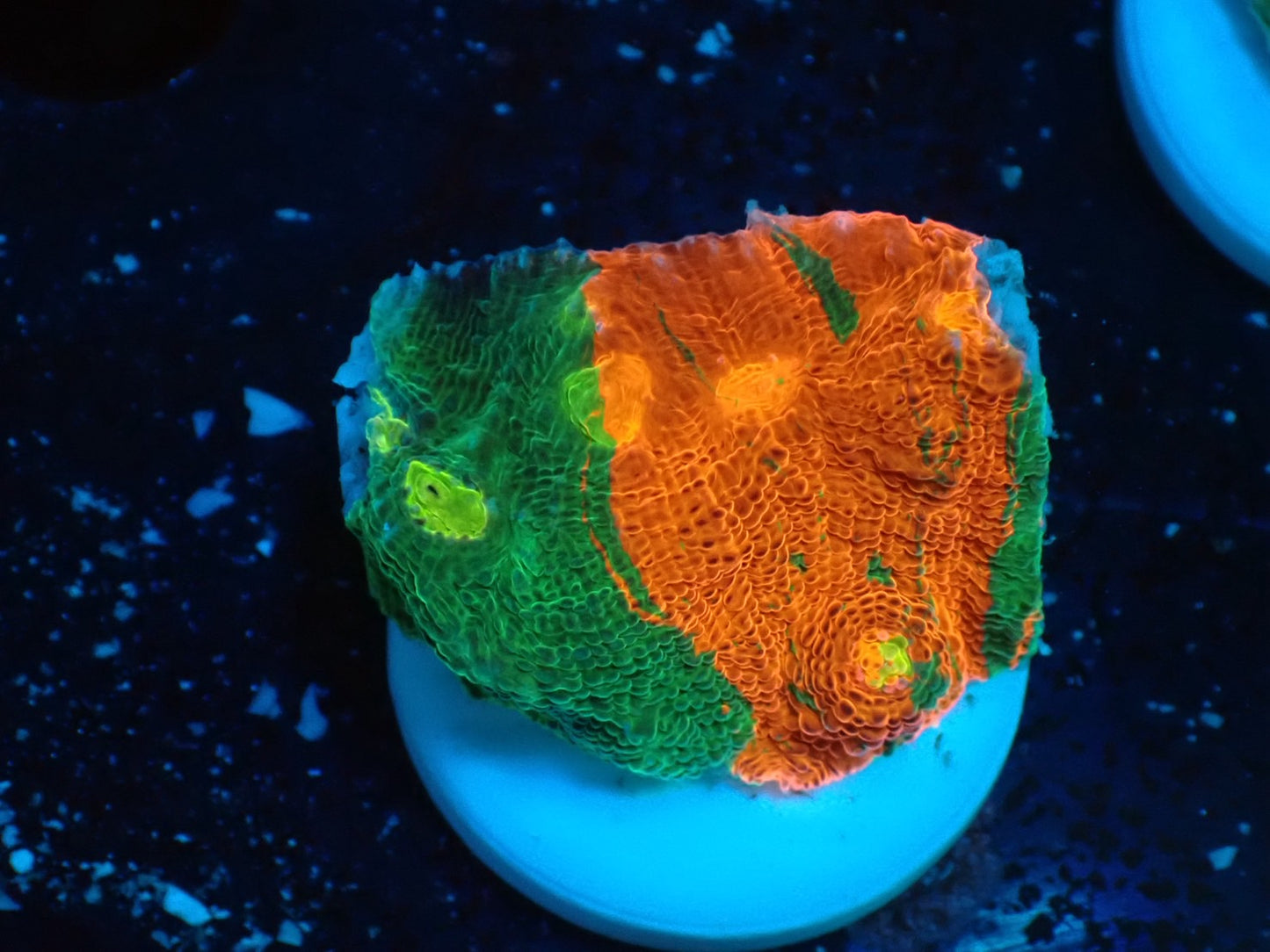 Deep Sea Echinophyllia Bleeding apple02