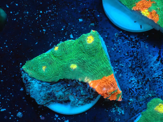 Deep Sea Echinophyllia Bleeding apple03