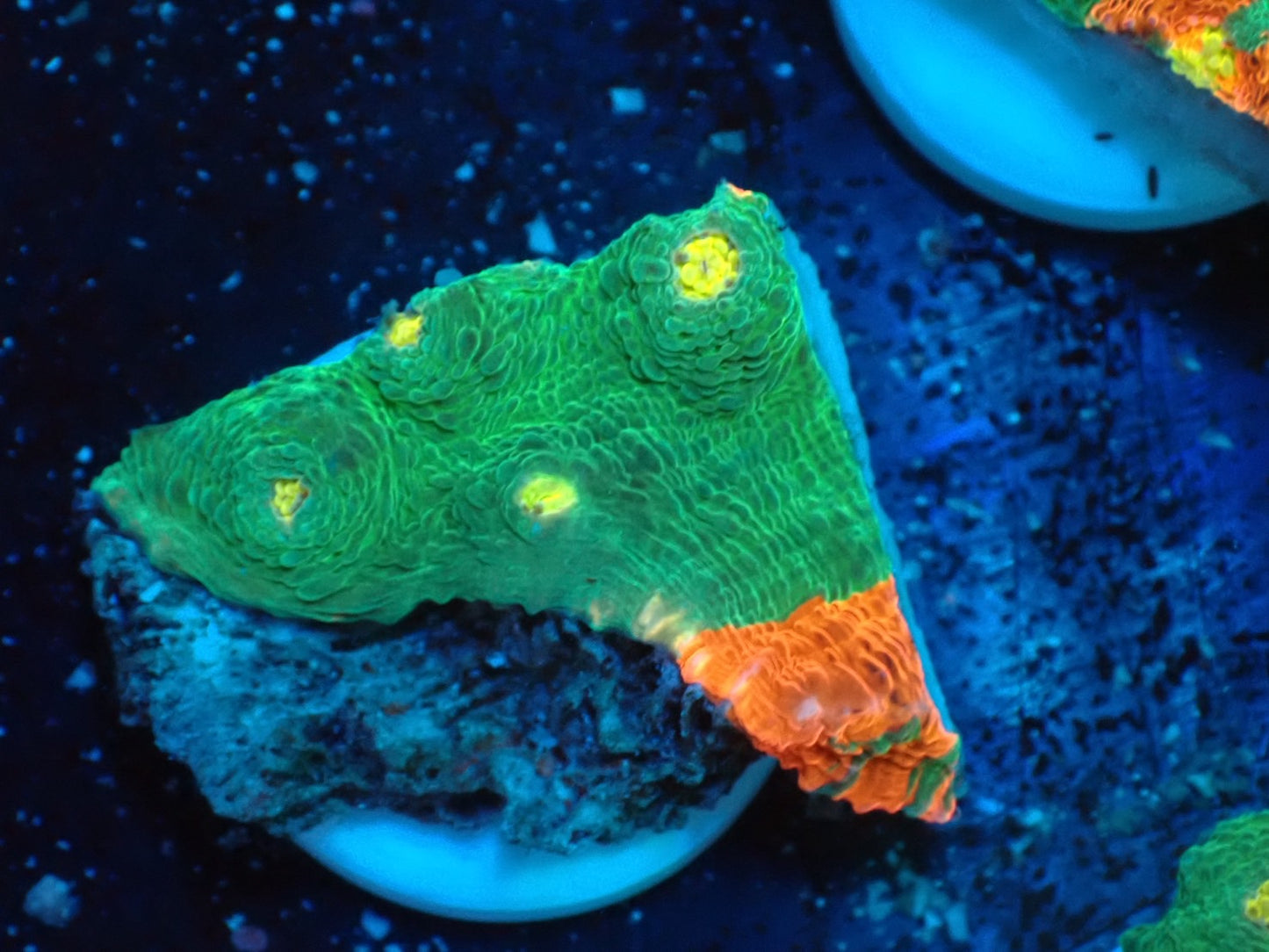 Deep Sea Echinophyllia Bleeding apple03