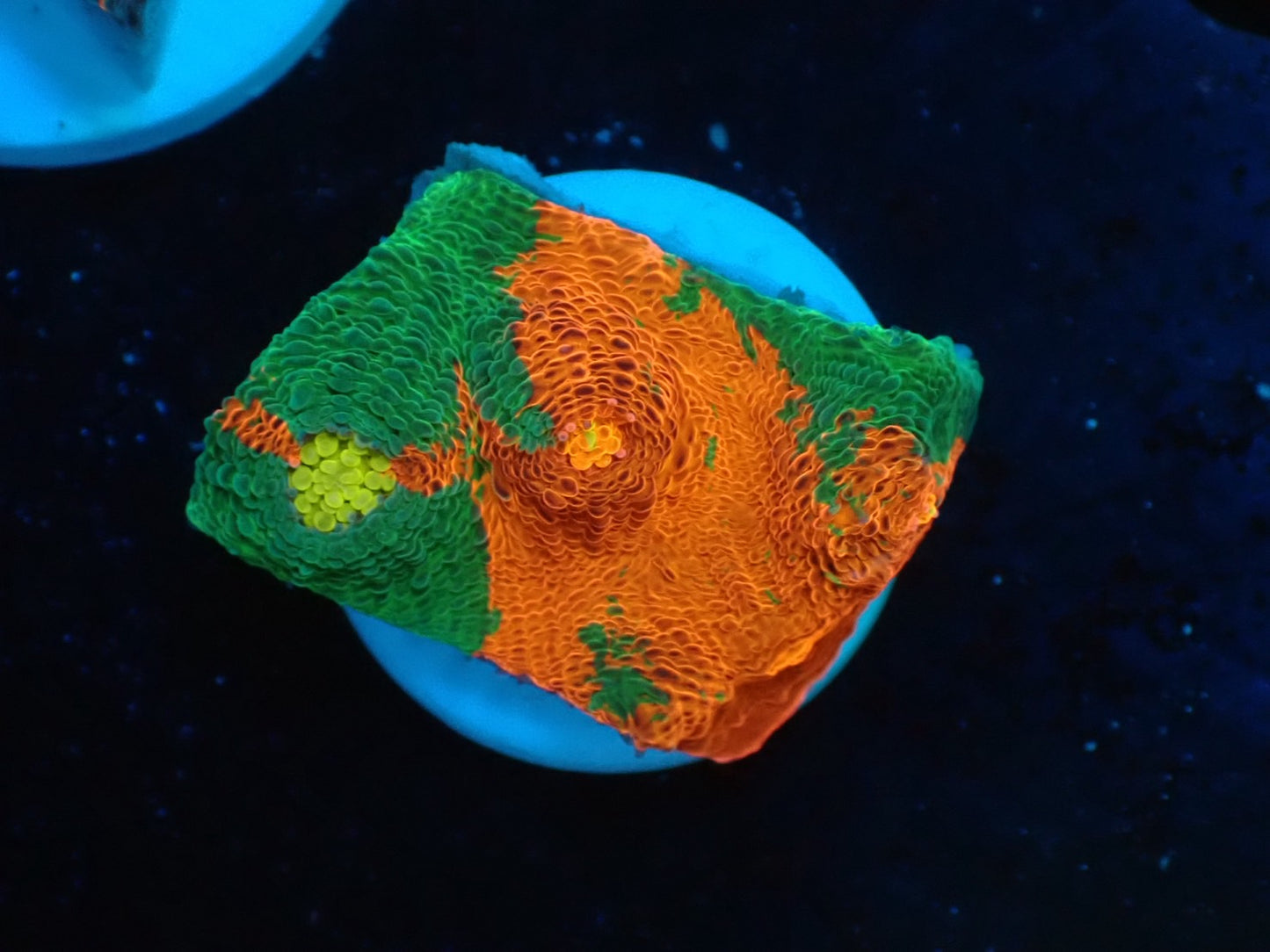 Deep Sea Echinophyllia Bleeding apple05