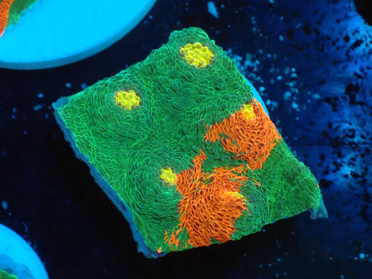 Deep Sea Echinophyllia Bleeding apple06