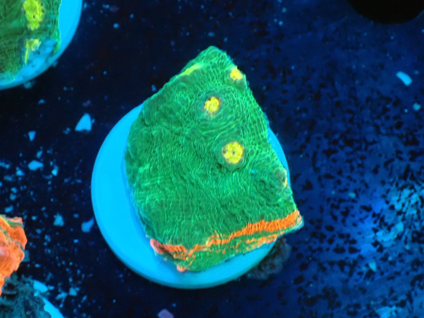 Deep Sea Echinophyllia Bleeding apple08