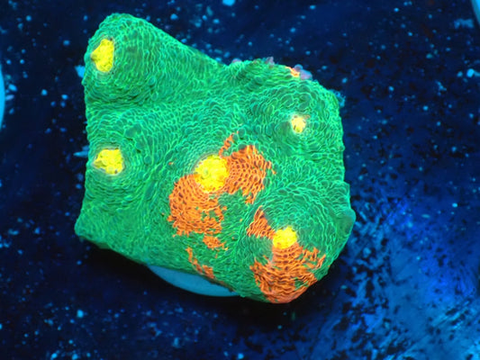 Deep Sea Echinophyllia Bleeding apple09