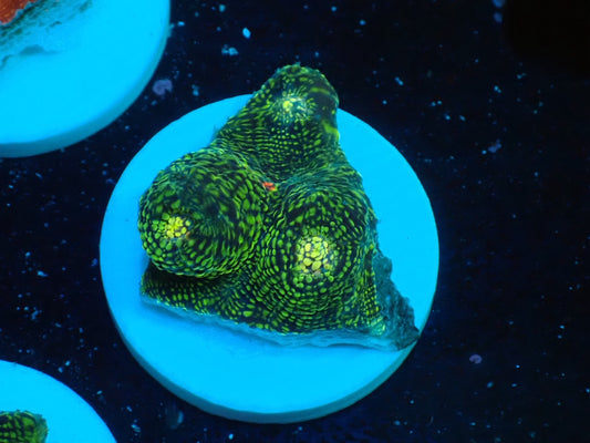 Deep Sea Echinophyllia glitter02