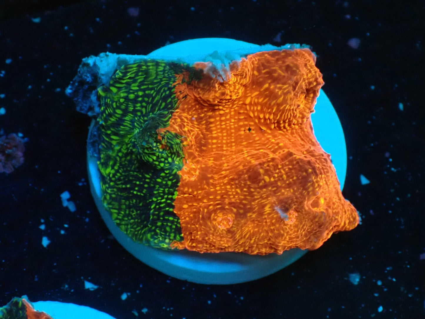 Deep Sea Echinophyllia glitter03