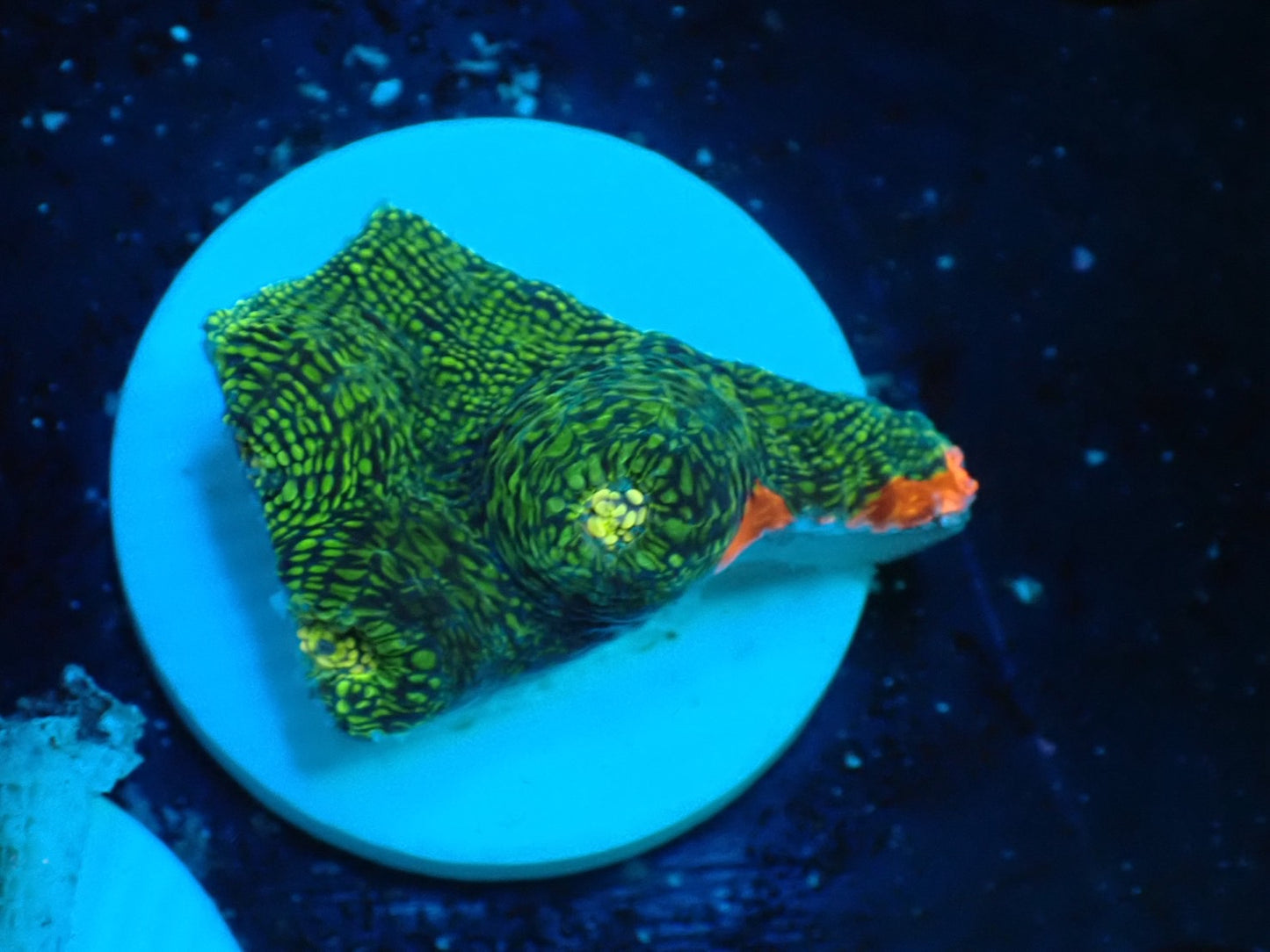 Deep Sea Echinophyllia glitter04