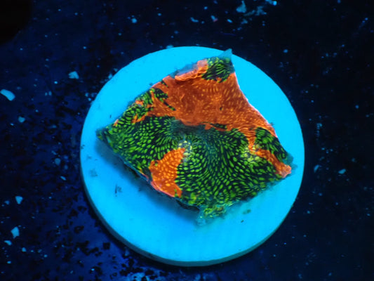 Deep Sea Echinophyllia glitter05