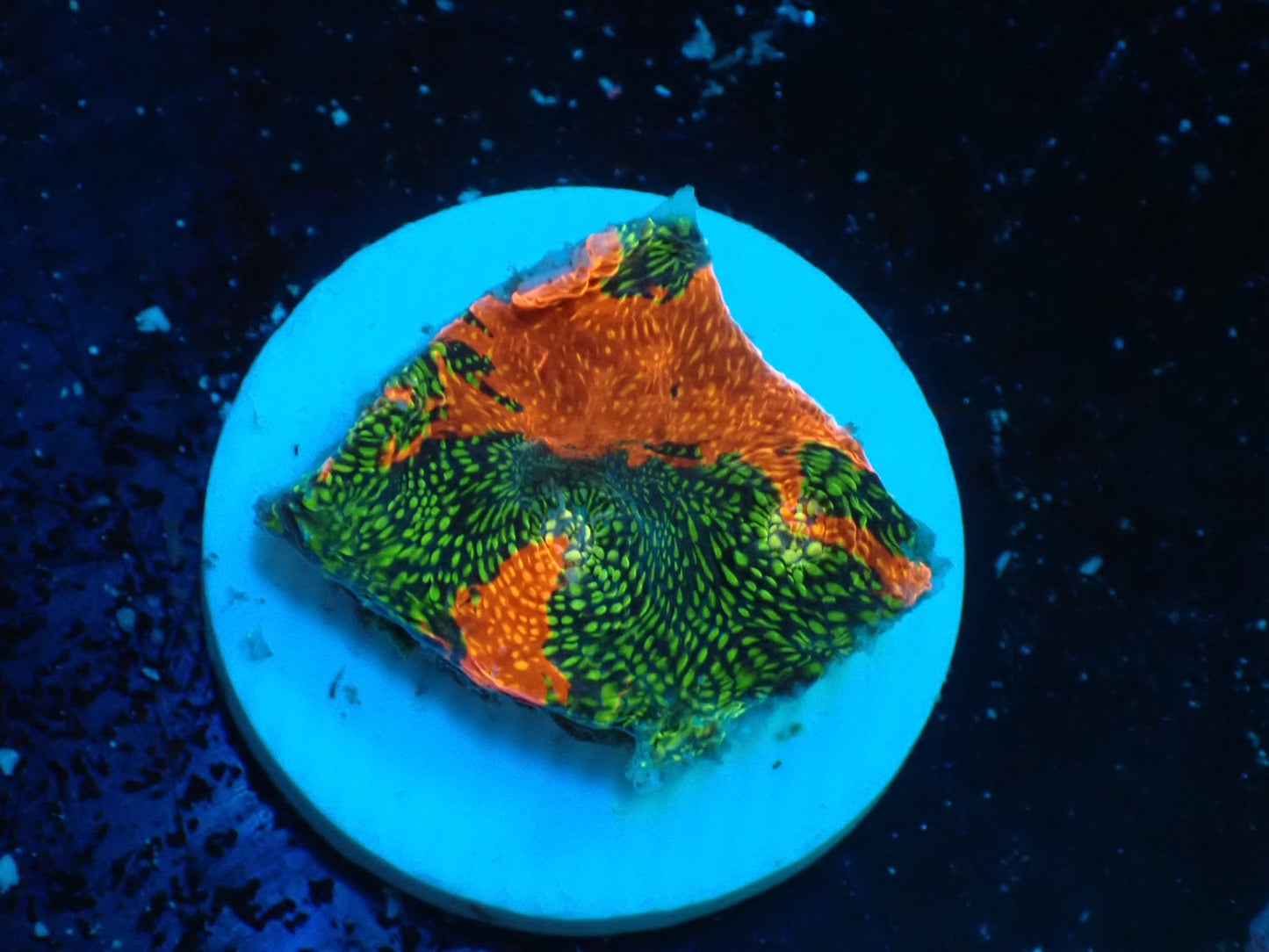 Deep Sea Echinophyllia glitter05