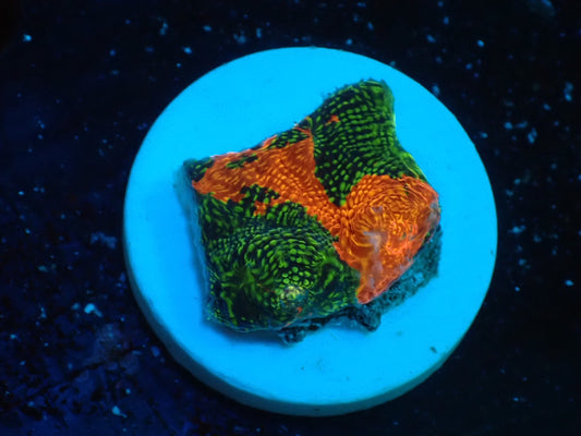 Deep Sea Echinophyllia glitter06