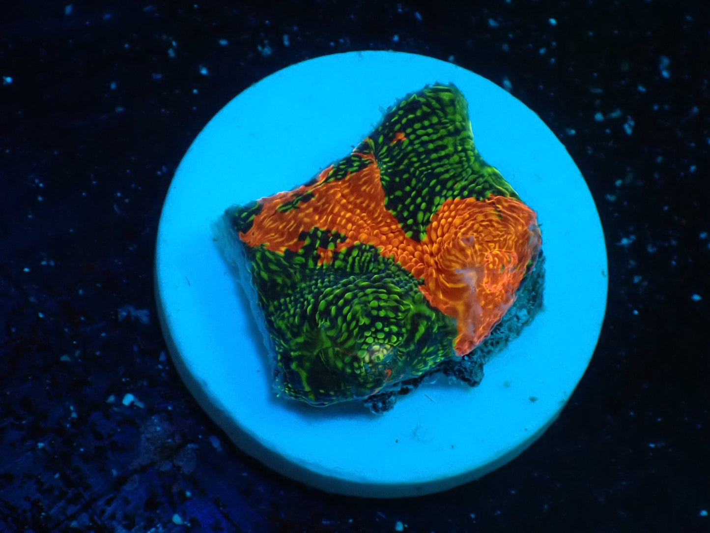 Deep Sea Echinophyllia glitter06