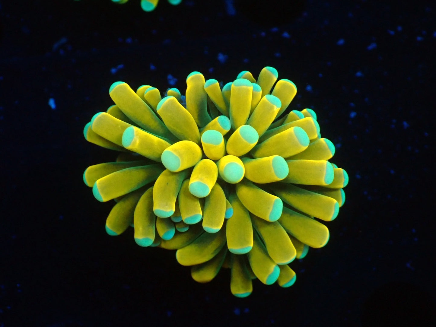 Banana Torch04