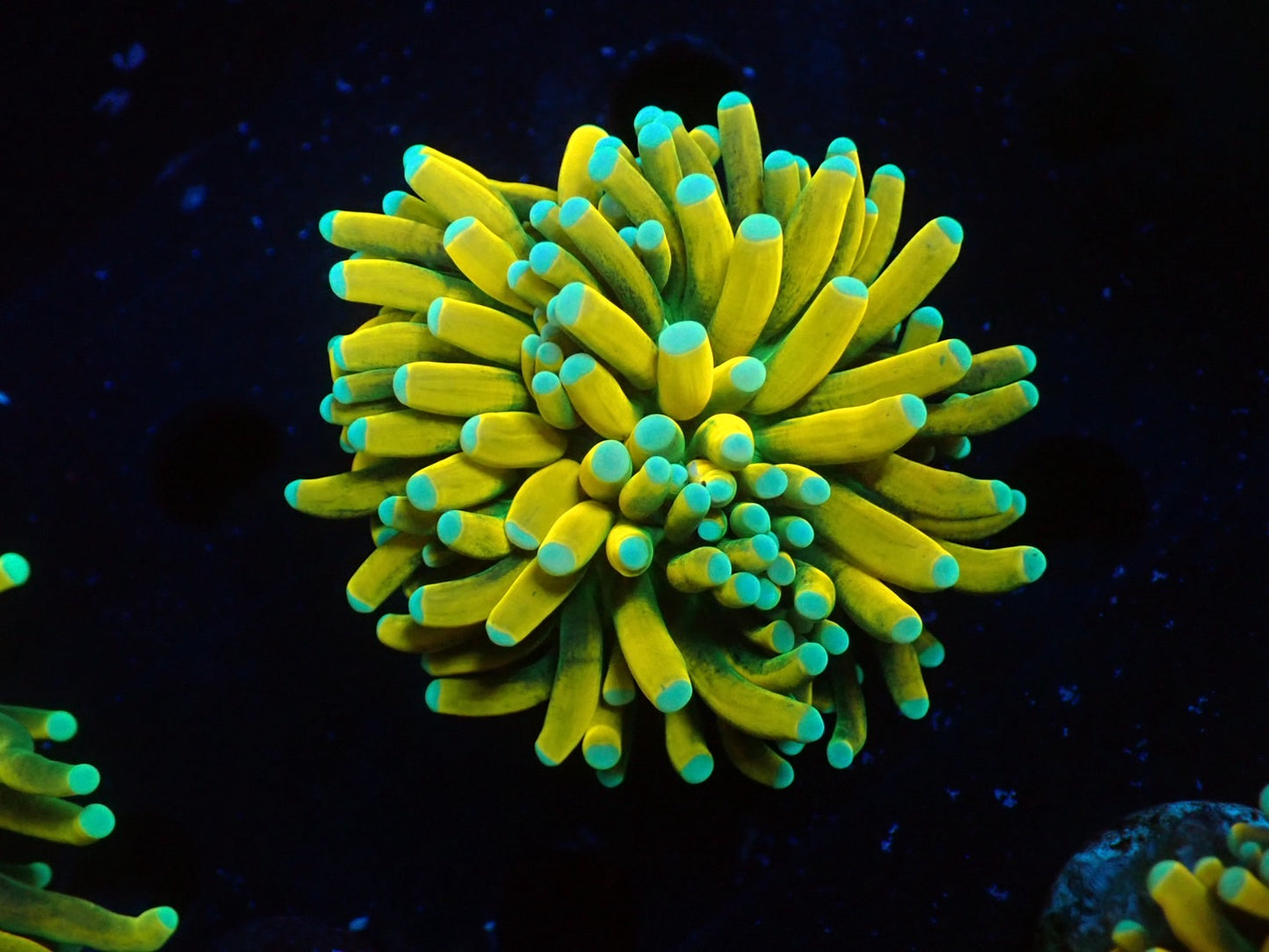 Banana Torch05