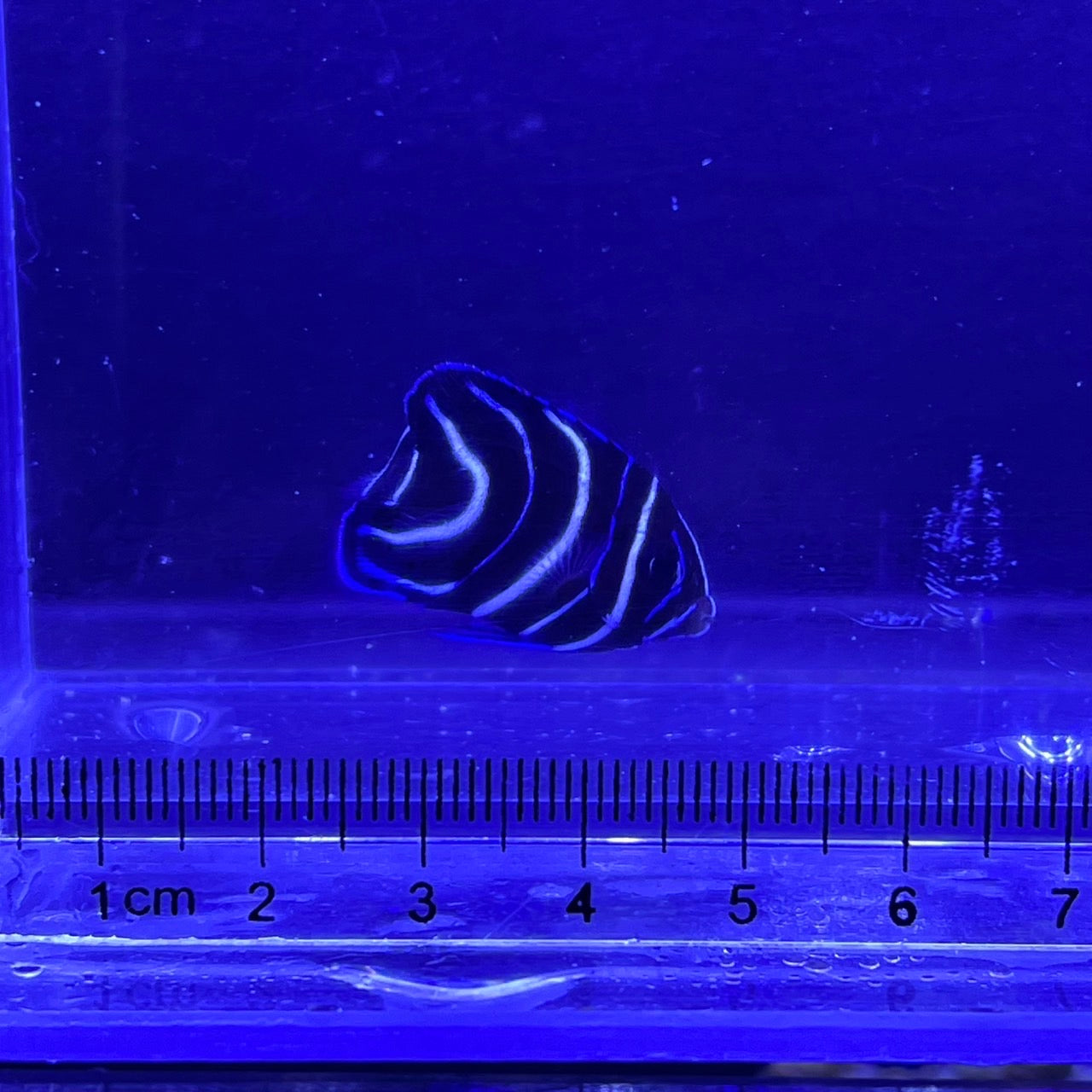 サザナミヤッコ幼魚