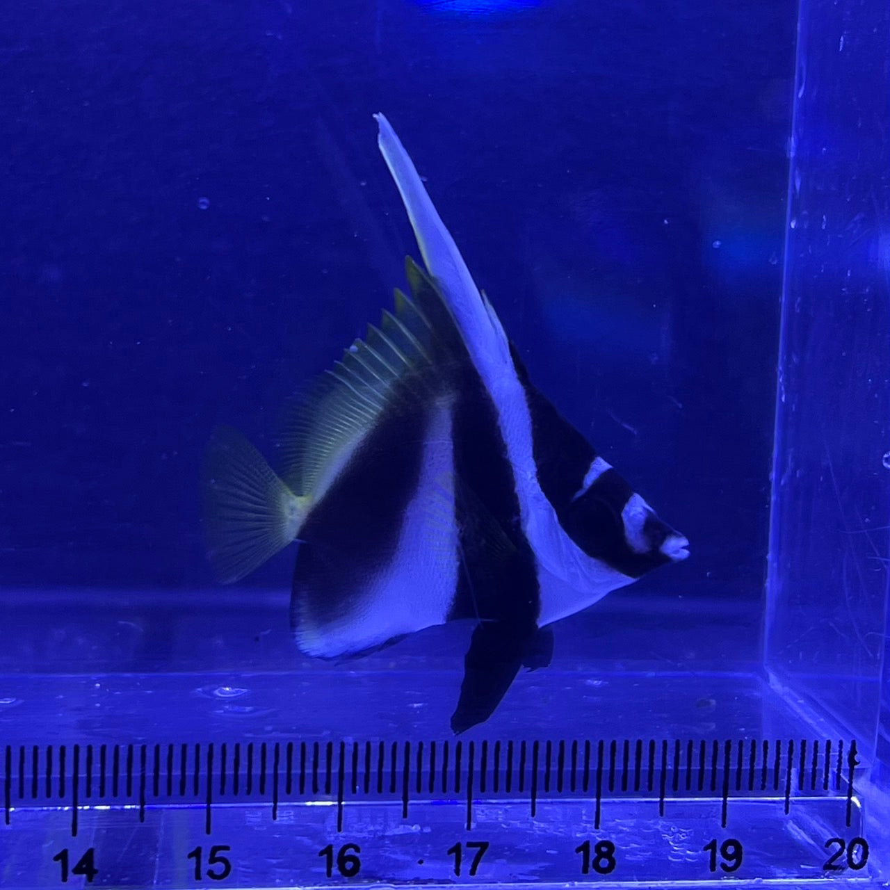 オニハタタテダイ幼魚