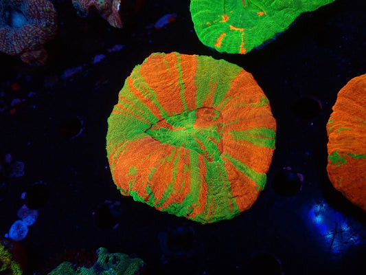 スコリミア( Reverse Bleeding apple)04