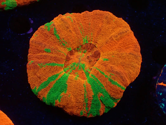 スコリミア( Reverse Bleeding apple)03