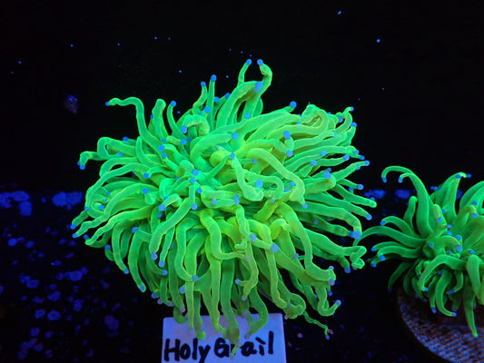 Holy Grail Torch High-end02