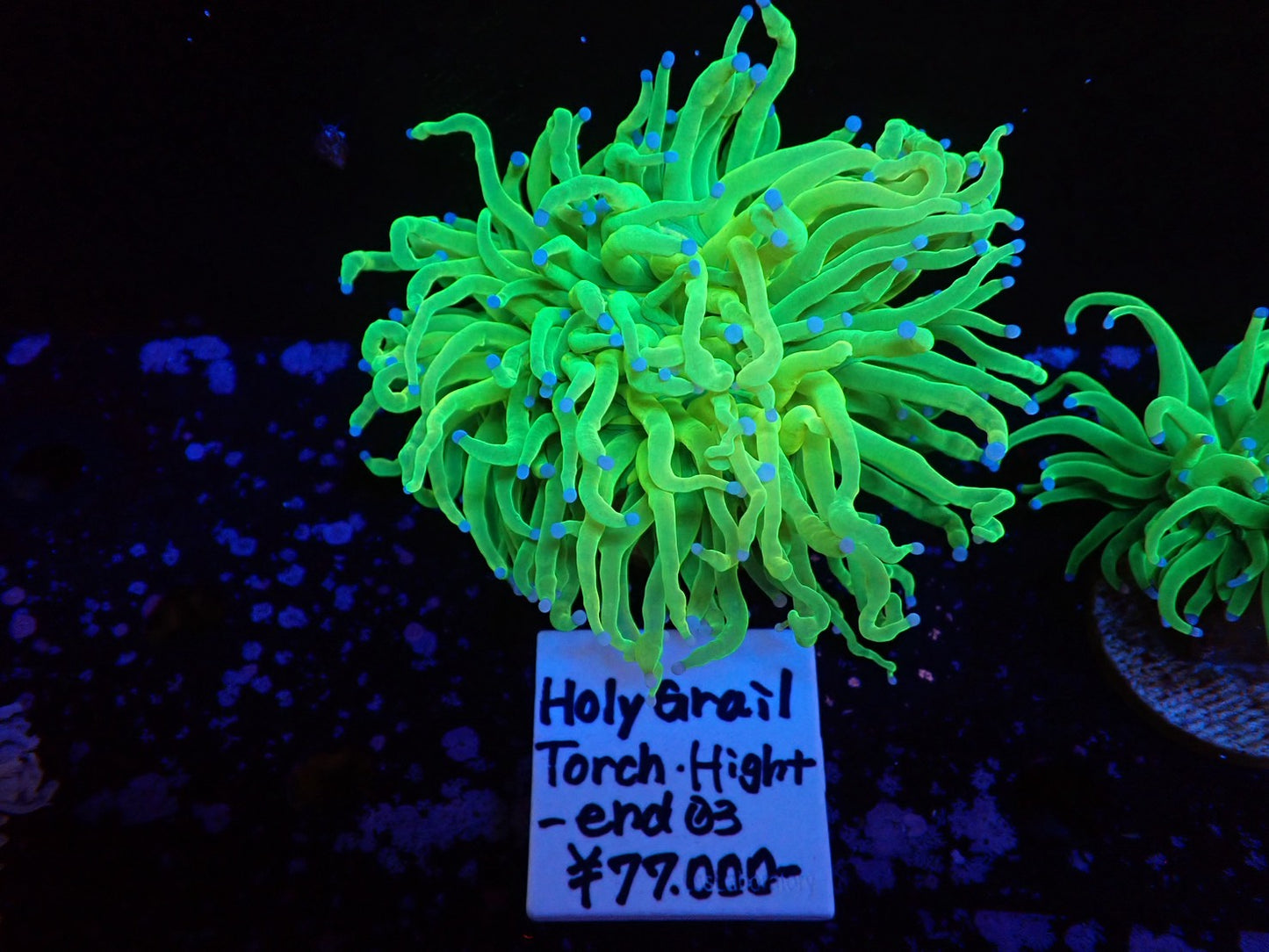 Holy Grail Torch High-end02