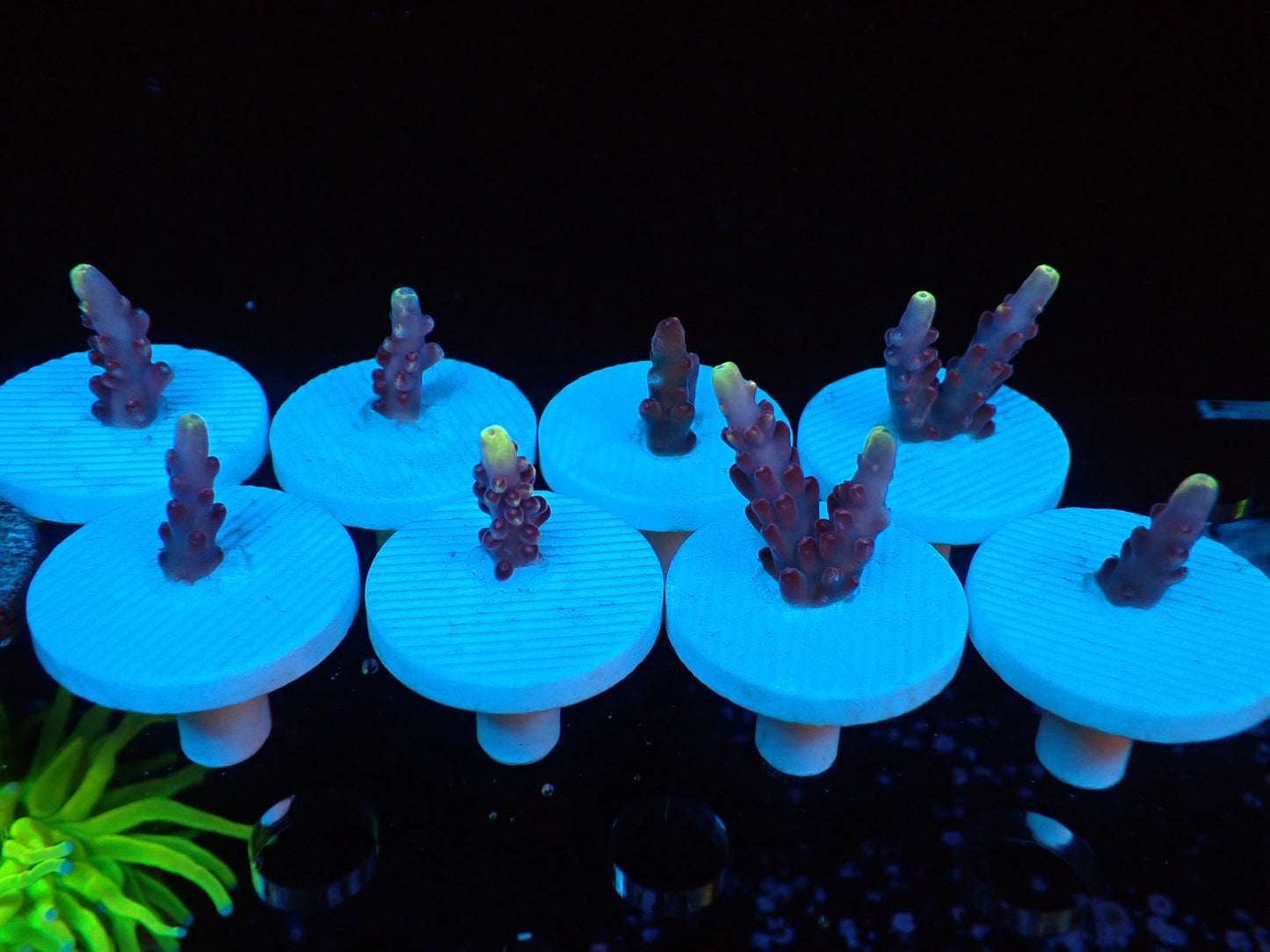 Fox  Frame  フラグ02