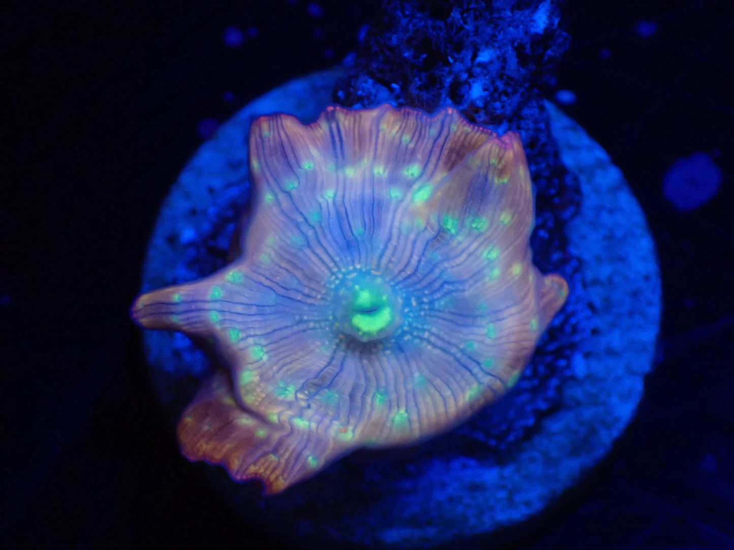 GOLD.P Mushroom 02