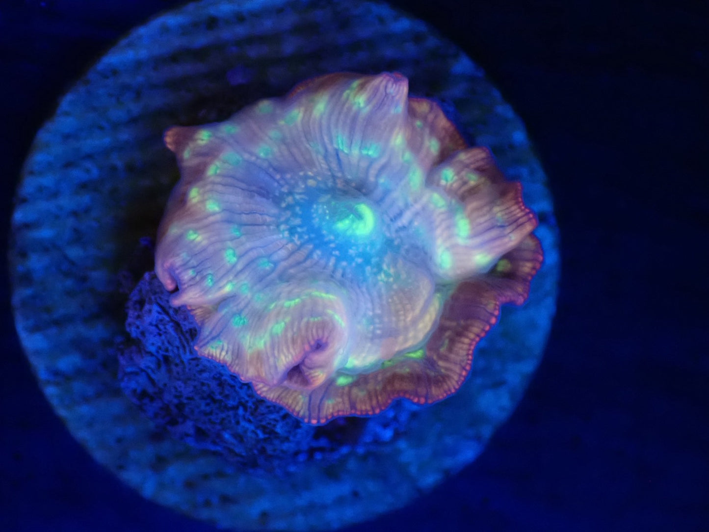 GOLD.P Mushroom 03