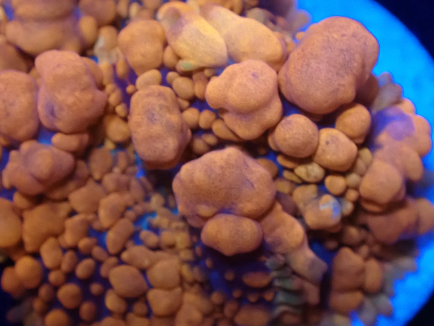 Raunchy Red Bounce Mushroom