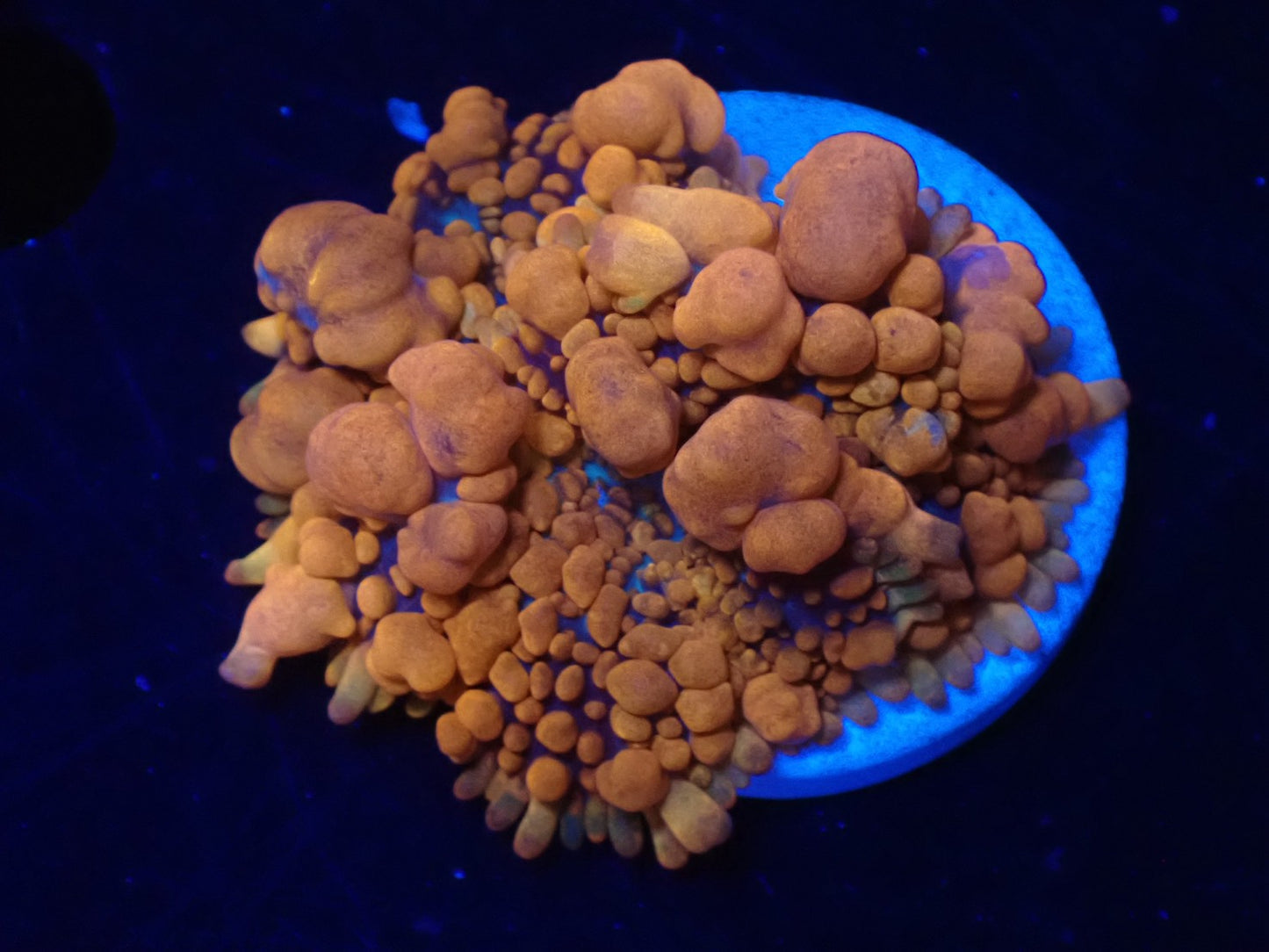 Raunchy Red Bounce Mushroom