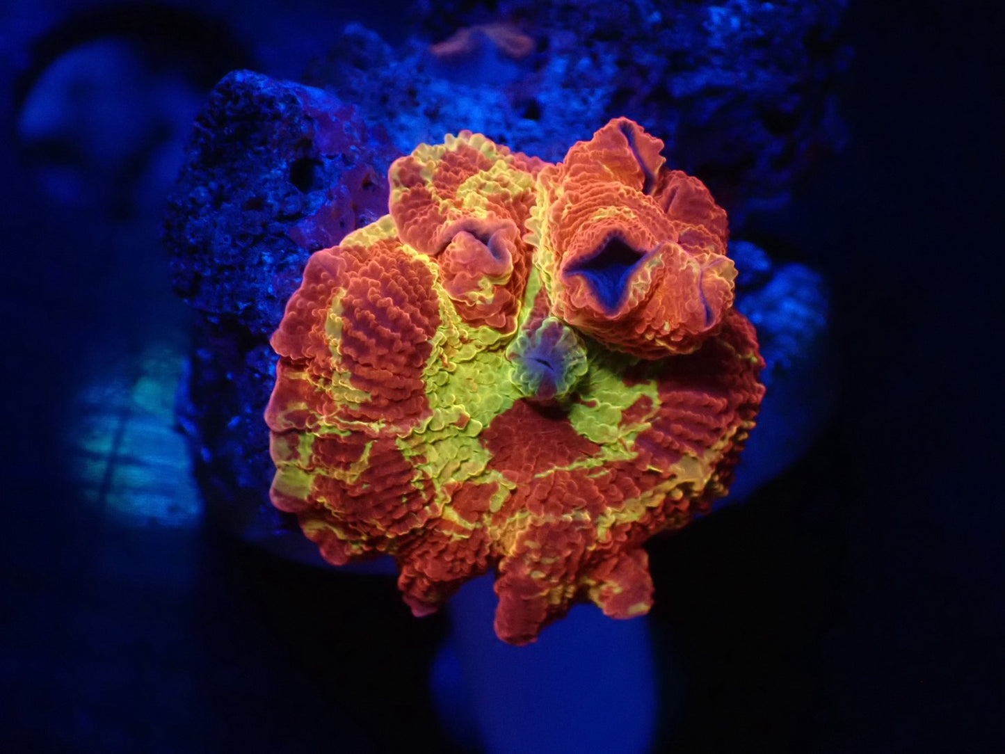 Jawbreaker Mushroom 05