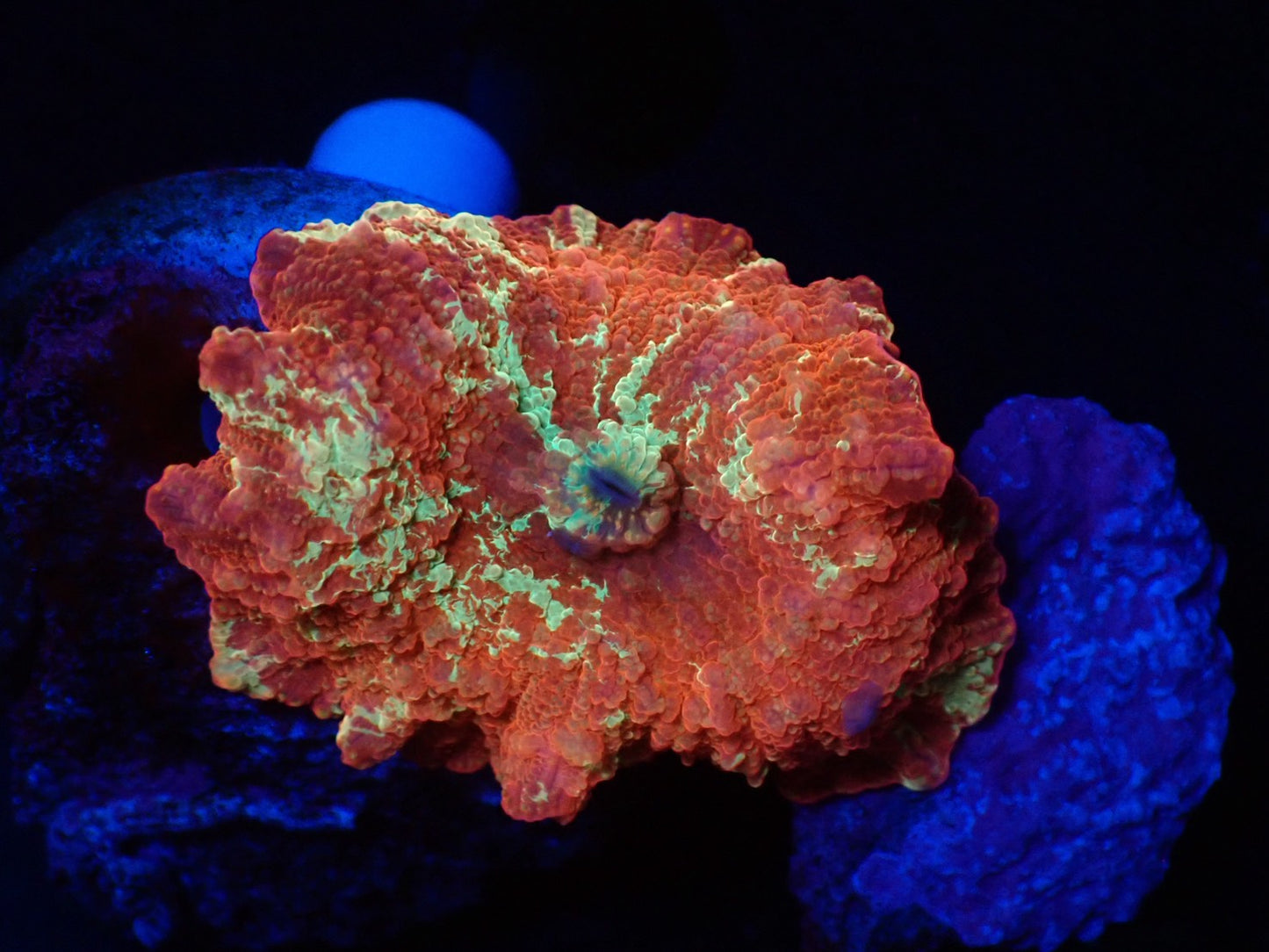 Jawbreaker Mushroom 06
