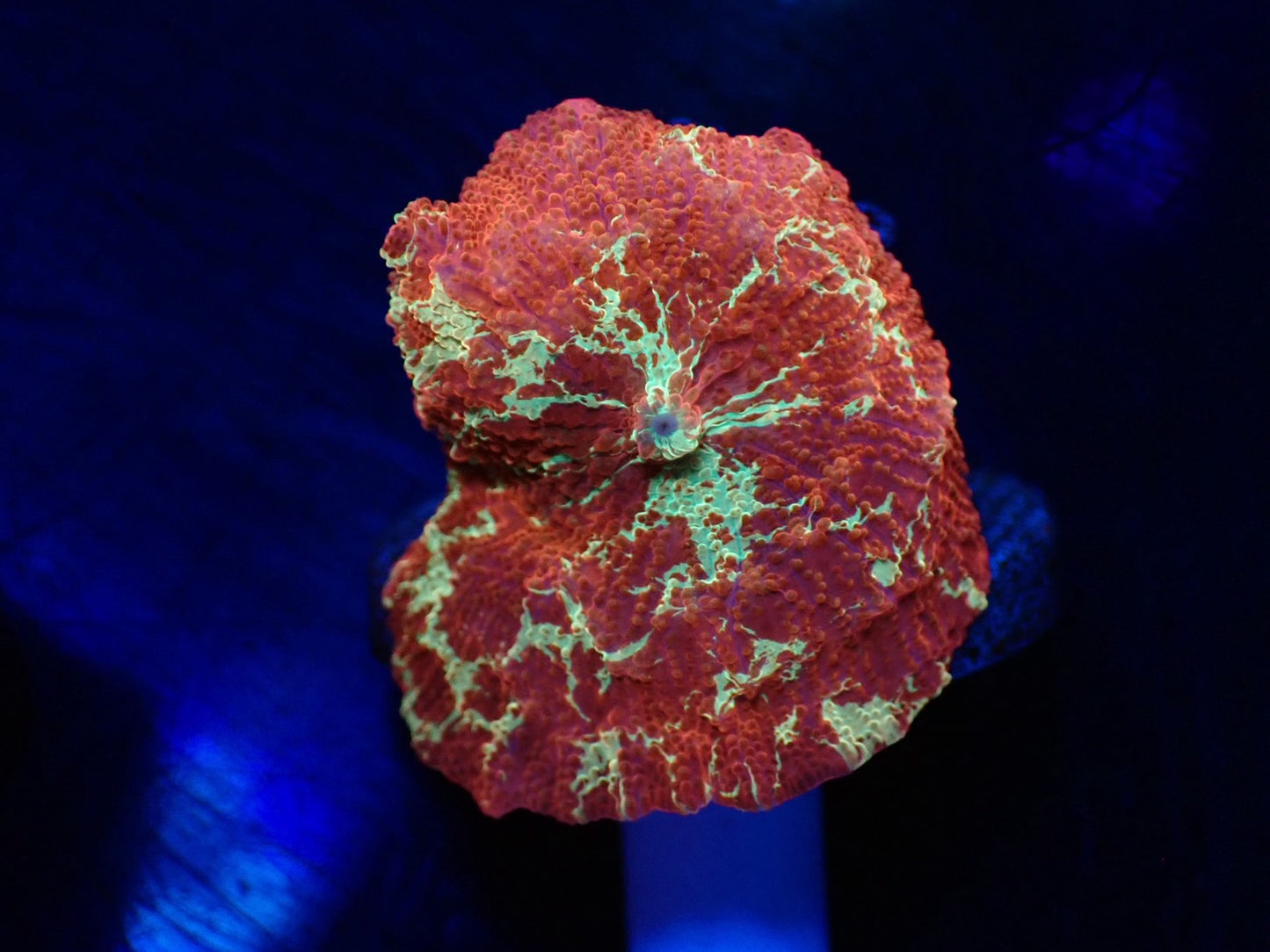 Jawbreaker Mushroom 04