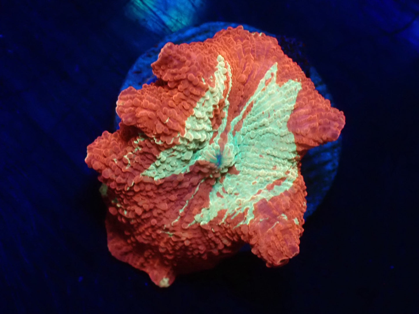 Jawbreaker Mushroom 03