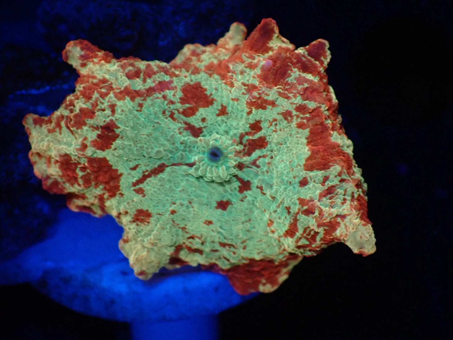 Jawbreaker Mushroom 02