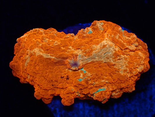 Jawbreaker Mushroom 4color