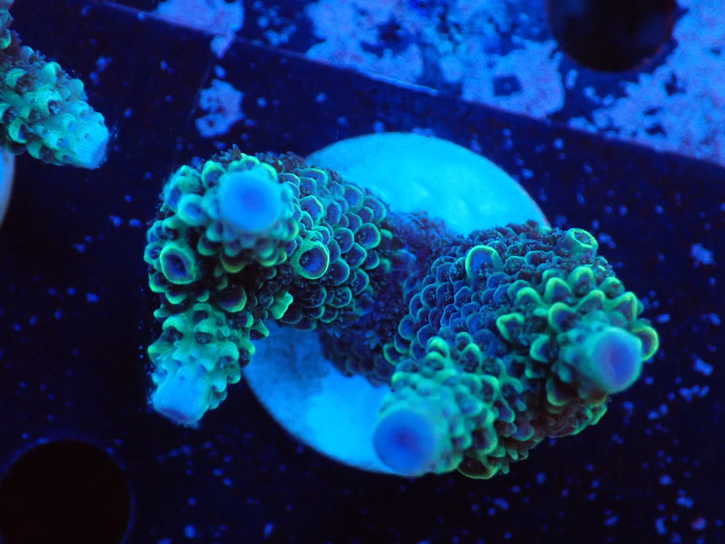 ミドリイシフラグ09