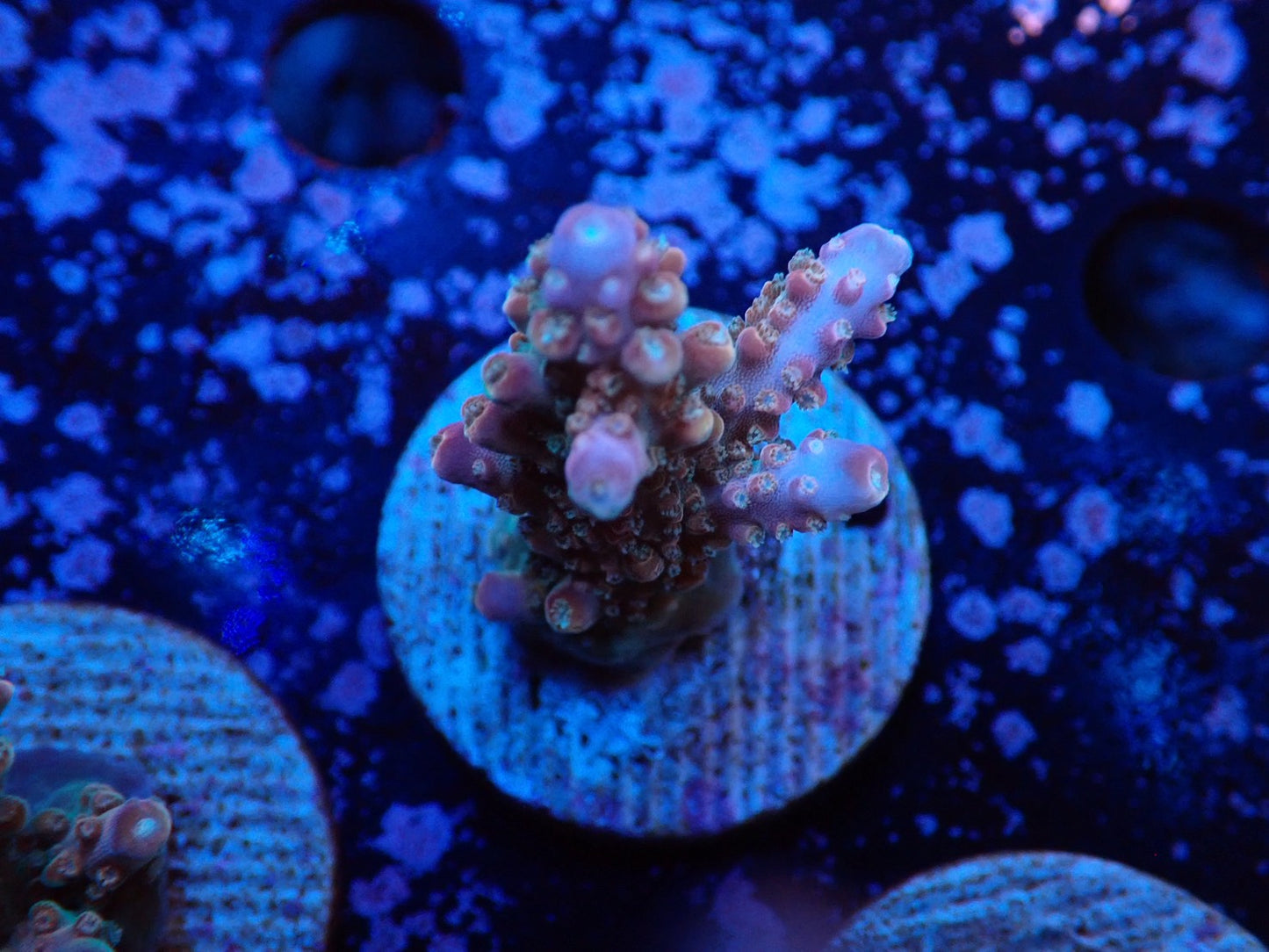 ミドリイシフラグ05