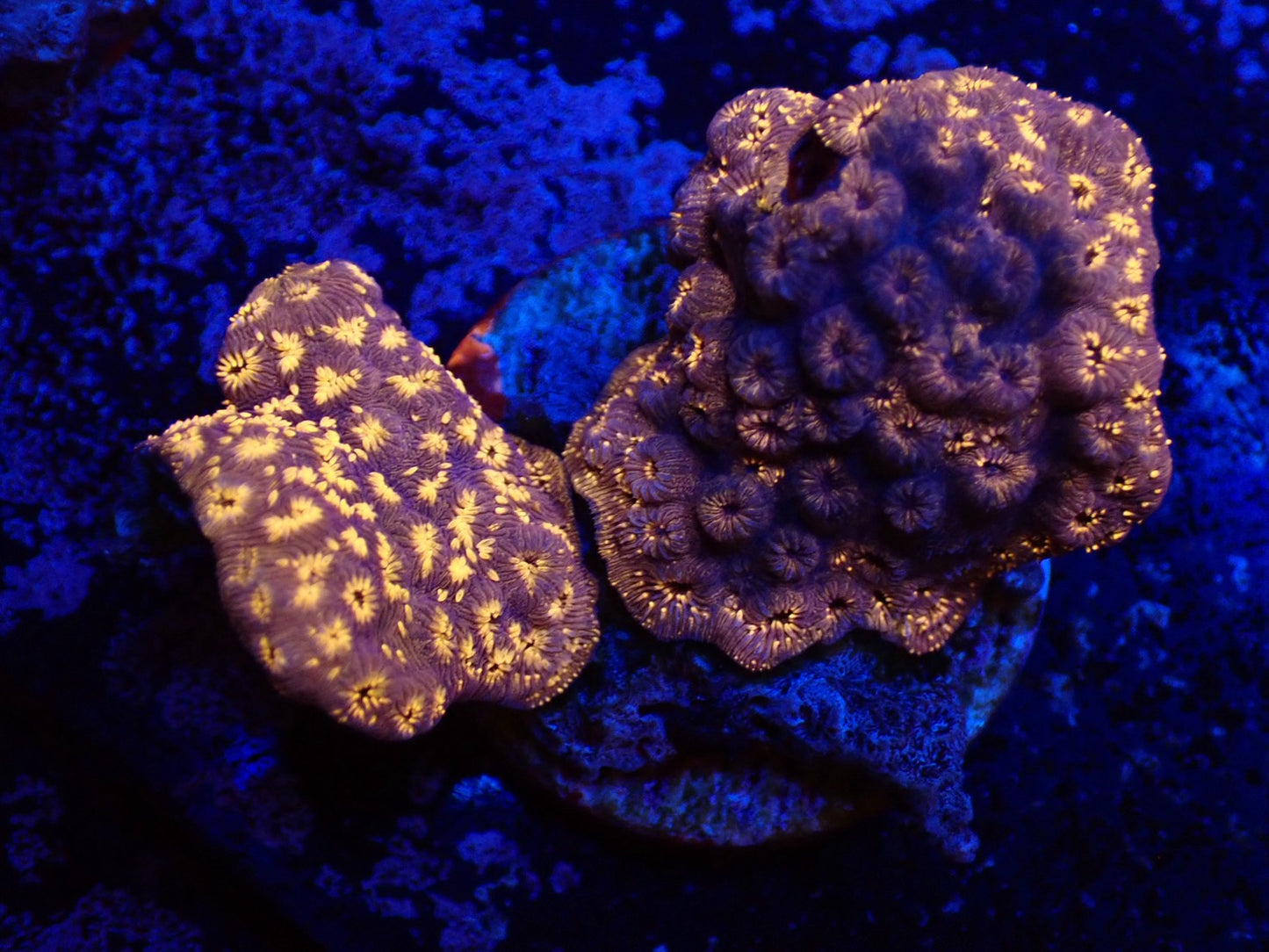 モルジブシコロサンゴ