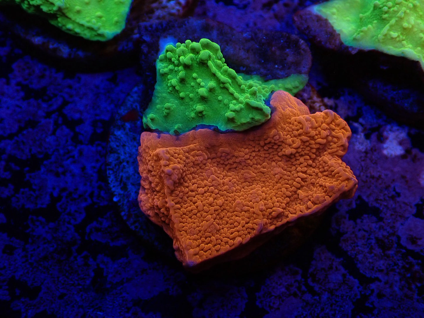 コモンサンゴ2色アソート