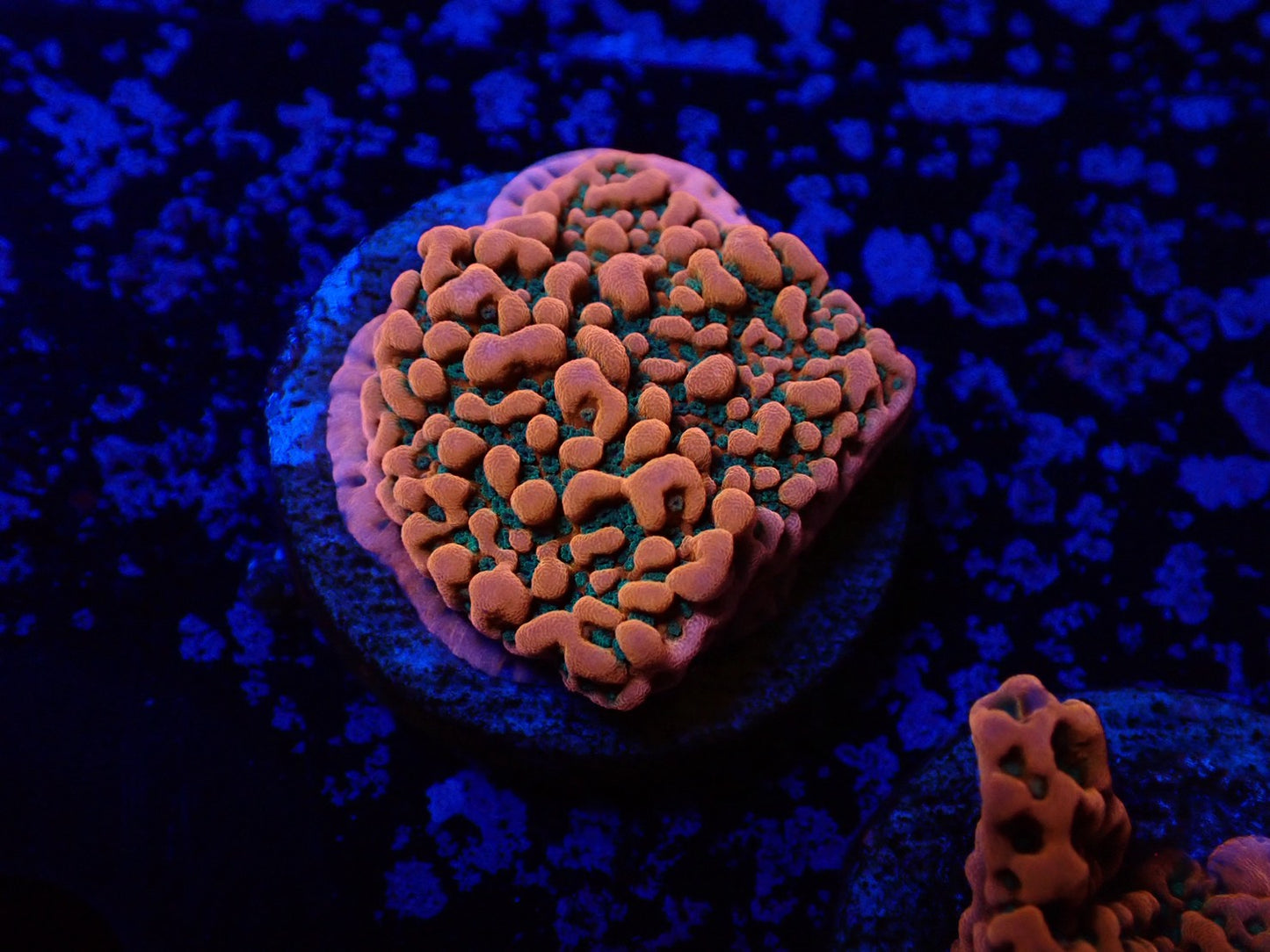 コモンサンゴ(トロピックサンダー)