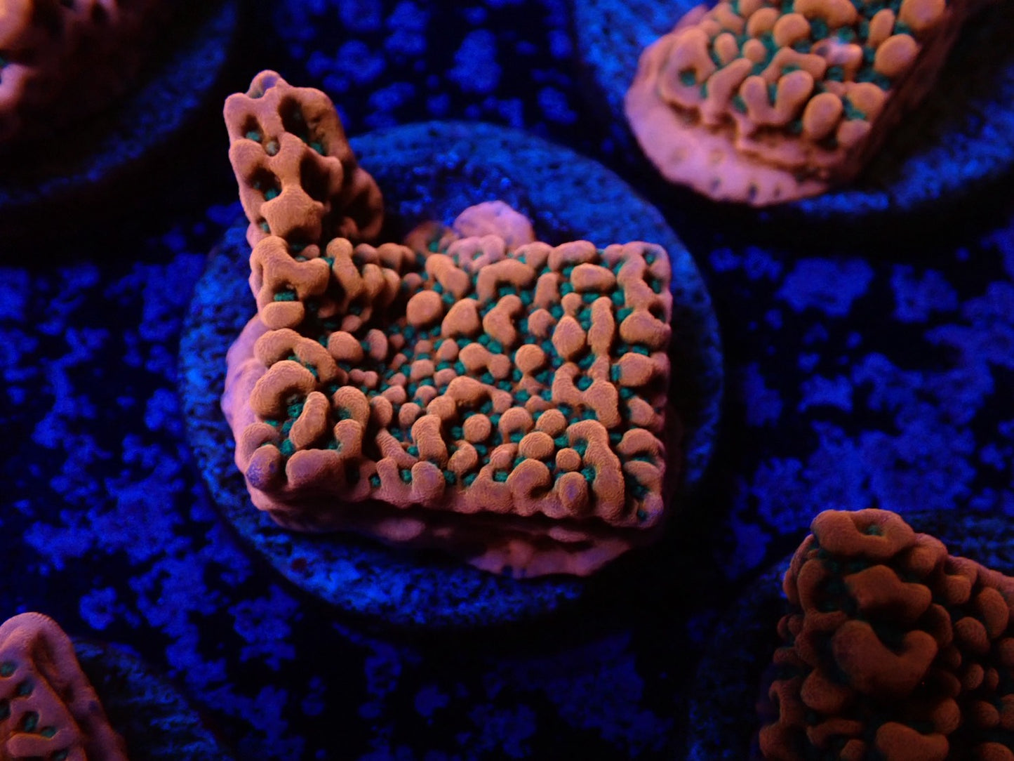 コモンサンゴ(トロピックサンダー)