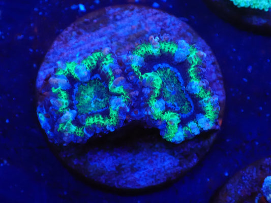 オーストラリア産カクオオトゲキクメイシフラグ013