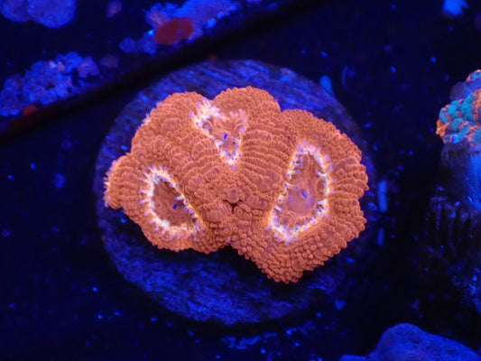 オーストラリア産カクオオトゲキクメイシフラグ011