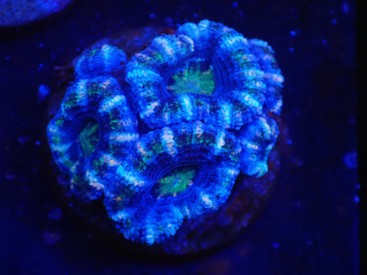 オーストラリア産カクオオトゲキクメイシフラグ010