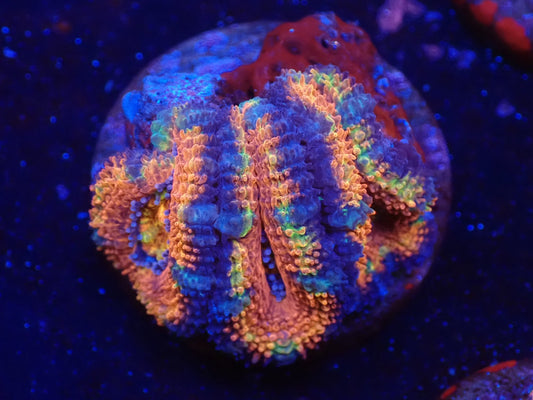 オーストラリア産カクオオトゲキクメイシレインボー06