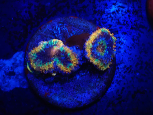 オーストラリア産レインボーカクオオトゲキクメイシフラグ02