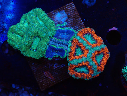 オーストラリア産カクオオトゲキクメイシアソート01